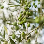 דירה La Casina